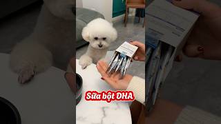 pets cute poodle bichonfrise bichon cat [upl. by Onitram]