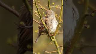 A Dunnock Hedge Sparrow in Spring  Bird Sounds shorts [upl. by Ainevuol]