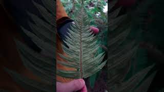 Fun Fact About Ferns 🌿 hiking plantidentification shorts [upl. by Rawdon]