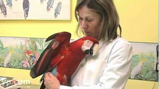 Jacksonville Veterinarians Fleming Island Pet Clinic [upl. by Zoltai]