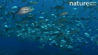 Bigeye trevally Caranx sexfasciatus school circling Tahiti French Polynesia Pacific Ocean [upl. by Savell]