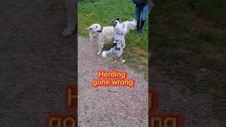 Australian Shepherd Herding Gone Wrong puppy herdingdog dogfail [upl. by Manlove205]