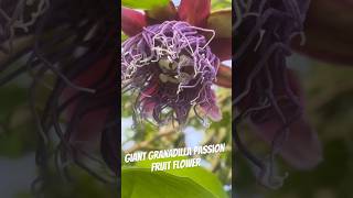 Giant Granadilla Passion Fruit tropicalfruits [upl. by Ecinert]