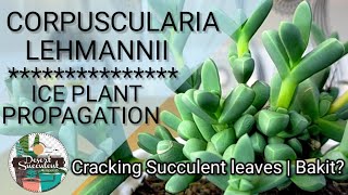 65100 Ice Plant Succulent  Corpuscularia Lehmannii • Why Succulent leaves crack [upl. by Nevlin]