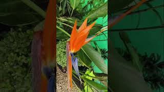 Bird of Paradise gardening ornamental flowering plant strelitzia reginae Strelitziaceae [upl. by Araik]