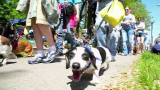 Rochester Dachshund Parade 2012 [upl. by Inez]