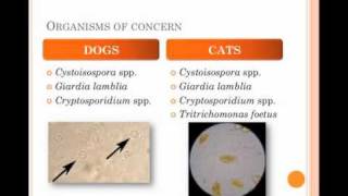 Diagnosis and Treatment of Protozoal Infections in Shelters  conference recording [upl. by Akinej817]