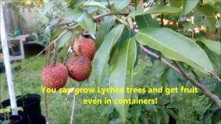 How to grow Lychee trees and get delicious fruit with Jason Pepe httpwwwpepesplantscom [upl. by Gnim610]