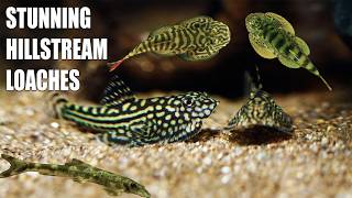 Discover 5 Hillstream Loaches That Will Transform Your Tank [upl. by Helenka]