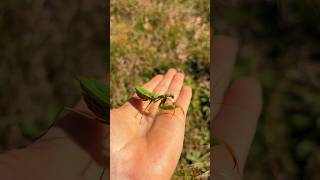 Mante religieuse ou couleuvre verte wildlife wildlifebiologist animaux quebec snake nature [upl. by Yboj]