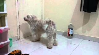 Bichon Maltese Mix Barking [upl. by Curson133]