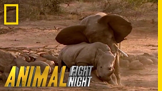 Elephant vs Rhino  Animal Fight Night [upl. by Mireielle332]