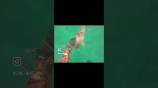 Speared a nice hogfish hogfishsharkfishingfreedivingspearfishingdivingspearfishingflorida [upl. by Elicul]