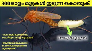 കൊതുക് എന്ന വിചിത്ര ജീവി Mosquito Explained  Mosquito Life Cycle Mosquito Larvae Malayalam [upl. by Enimasaj]