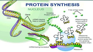 Protein Synthesis12Biology Molecular Basis of Inheritance [upl. by Adoc]