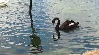 Gorgeous Black Swans Float with Royal Mute Swans amp Tricolored Heron Wades at Lake Eola Park Orlando [upl. by Clorinde]