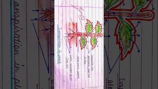 How to make simple diagram transpiration in plants class 10 ncert art drawing shorts [upl. by Gesner]