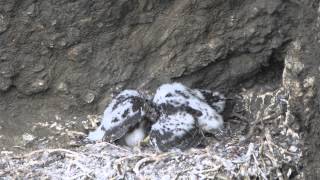 Peregrine falcon feeding young Day 34 selffeeding [upl. by Htederem]