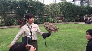 神戶動物王國禽鳥飛鳥秀 神戸どうぶつ王国バードパフォーマンスショー Kobe Animal Kingdom bird performance show [upl. by Etnuhs]