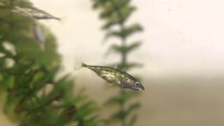 Threespined stickleback using its spine [upl. by Ahsahtan582]