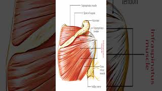 Anatomy Infraspinatus Muscle Shorts [upl. by Cordelia123]