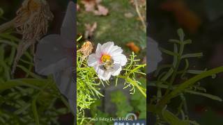 A busy bee is working on cosmos flowers in my garden 🥰 [upl. by Patty]