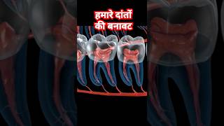 Anatomy of our teeth dentist dentalhealth dentalhygiene youtubeshorts trending viralvideo [upl. by Alekram]