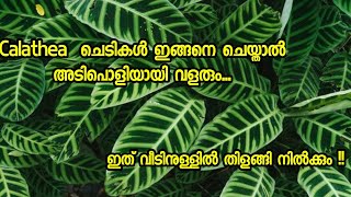 Calathea plant care  Best Indoor plant Malayalam ☘️ [upl. by Joceline]