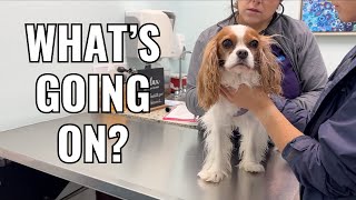 A VET VISIT IN FLORIDA  Cavalier King Charles Spaniel Health [upl. by Rajiv]