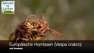 Europäische Hornisse Vespa crabro [upl. by Anees]