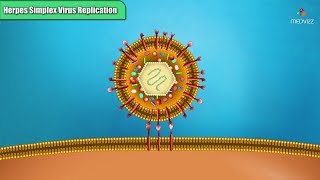 Herpes simplex virus replication Steps  Microbiology Animations [upl. by Ainoval709]