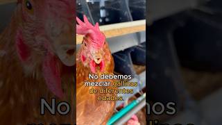 Por esto NO debes mezclar GALLINAS PONEDORAS de diferentes edades 🐔🐤 [upl. by Cerracchio]