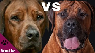 Rhodesian Ridgeback vs BoerboelLion Hunter Dogs [upl. by Hanala]