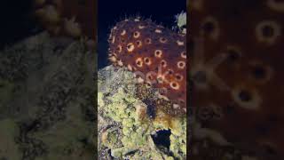 Holothuria Sea cucumber of Phylum Echinodermata [upl. by Anin]