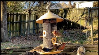 The Birds Were Going Crazy Over Their Birdseed Today naturalstatedreamscape nature birds [upl. by Semreh564]