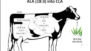 Bovine Fatty Acids From Forage to Milk [upl. by Etteloc]