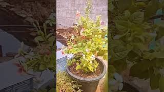 madhumalti plants garden short shortvideo viralvideo youtubeshorts amazingfacts factsinhindi [upl. by Elly]