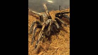 Thai Zebra Tarantula vs Longicorn Beetle タイランドゼブラレッグvsウスバカミキリ [upl. by Led]