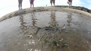 Blue Crab Dance  Hyannis Massachusetts [upl. by Tiloine]