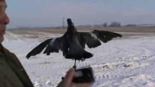 Rotor coy Flapper instructional [upl. by Naman]