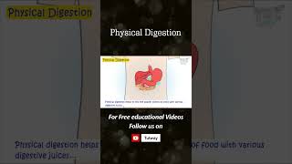 Human Digestive System  Physical Digestion  Process of Digestion  Science [upl. by Donald40]