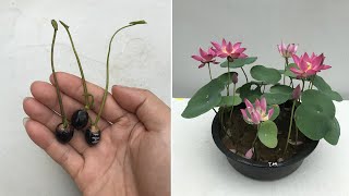 How to grow lotus from seeds to germinate quickly for beginners [upl. by Eimmot]