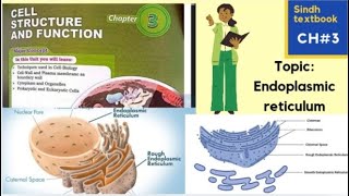 Endoplasmic Reticulum l ER l Types of ER l Vell structure and function l XI biology [upl. by Akissej626]