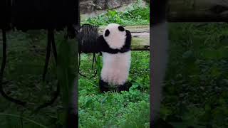 cutepanda cuteanimal pandalove shortvideo [upl. by Soisanahta]