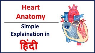 Anatomy Structure of Heart in Hindi  Bhushan Science [upl. by Nywled]