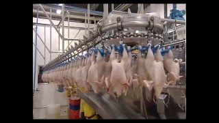 ARAB QATARI COMPANY FOR POULTRY PRODUCTION [upl. by Royo437]