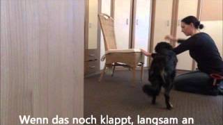 Hundetrick mit Anleitung Hund lernt durch den Armkreis zu springen [upl. by Kiley]