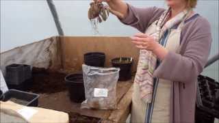 How to plant dahlia tubers [upl. by Narat]