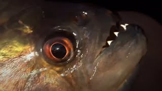 Vicious Piranha Moments  BBC Earth [upl. by Imarej871]