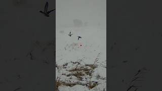 Tipide Parlama Ördek Avı Duble Shotkam  Teal Duck Hunt Double Shot in the Blizzard Shotkam Gen 4 [upl. by Lehacim]